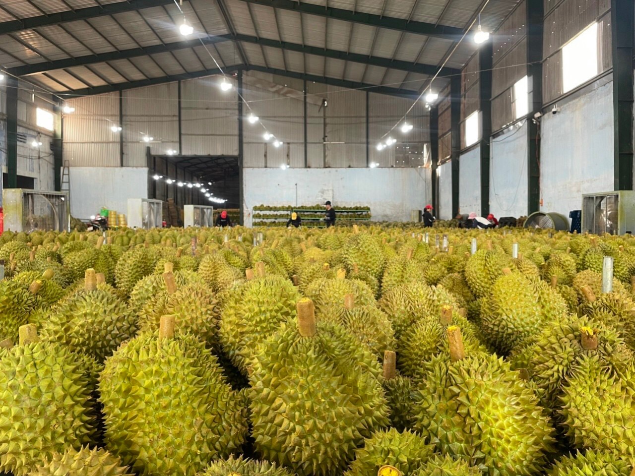 https://dragon-vietnam.com/IMG_0399