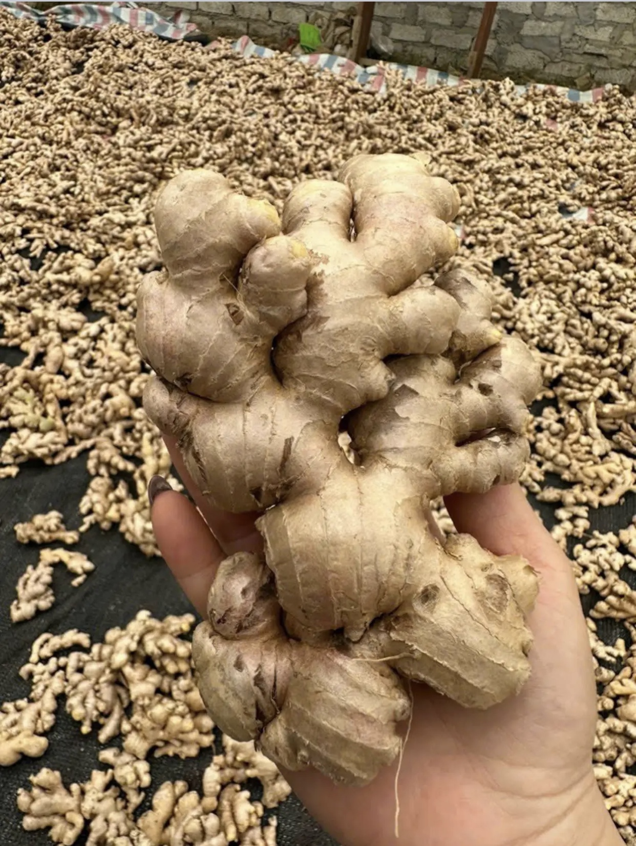 https://dragon-vietnam.com/IMG_0513